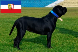 Read more about the article Cane corso włoski hodowcy i szczenięta w Szlezwik-Holsztyn