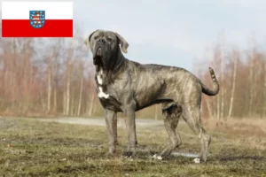 Read more about the article Cane corso włoski hodowcy i szczenięta w Turyngia