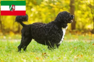 Read more about the article Cão de Agua português hodowcy i szczenięta w Nadrenia Północna-Westfalia