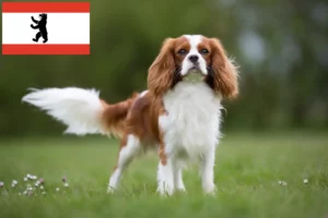 Read more about the article Hodowcy i szczenięta Cavalier King Charles Spaniel w Berlin