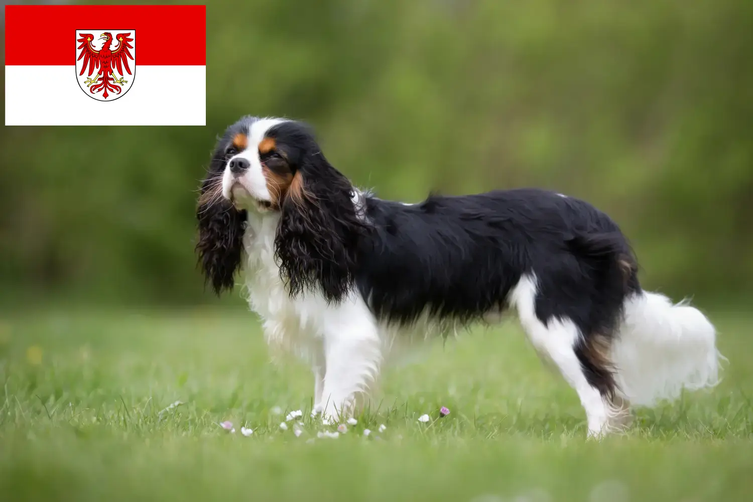 Read more about the article Hodowcy i szczenięta Cavalier King Charles Spaniel w Brandenburgia