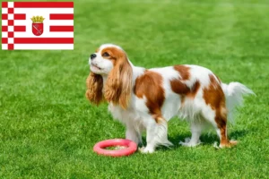 Read more about the article Hodowcy i szczenięta Cavalier King Charles Spaniel w Brema