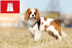 Read more about the article Hodowcy i szczenięta Cavalier King Charles Spaniel w Hamburg