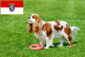 Read more about the article Hodowcy i szczenięta Cavalier King Charles Spaniel w Hesja