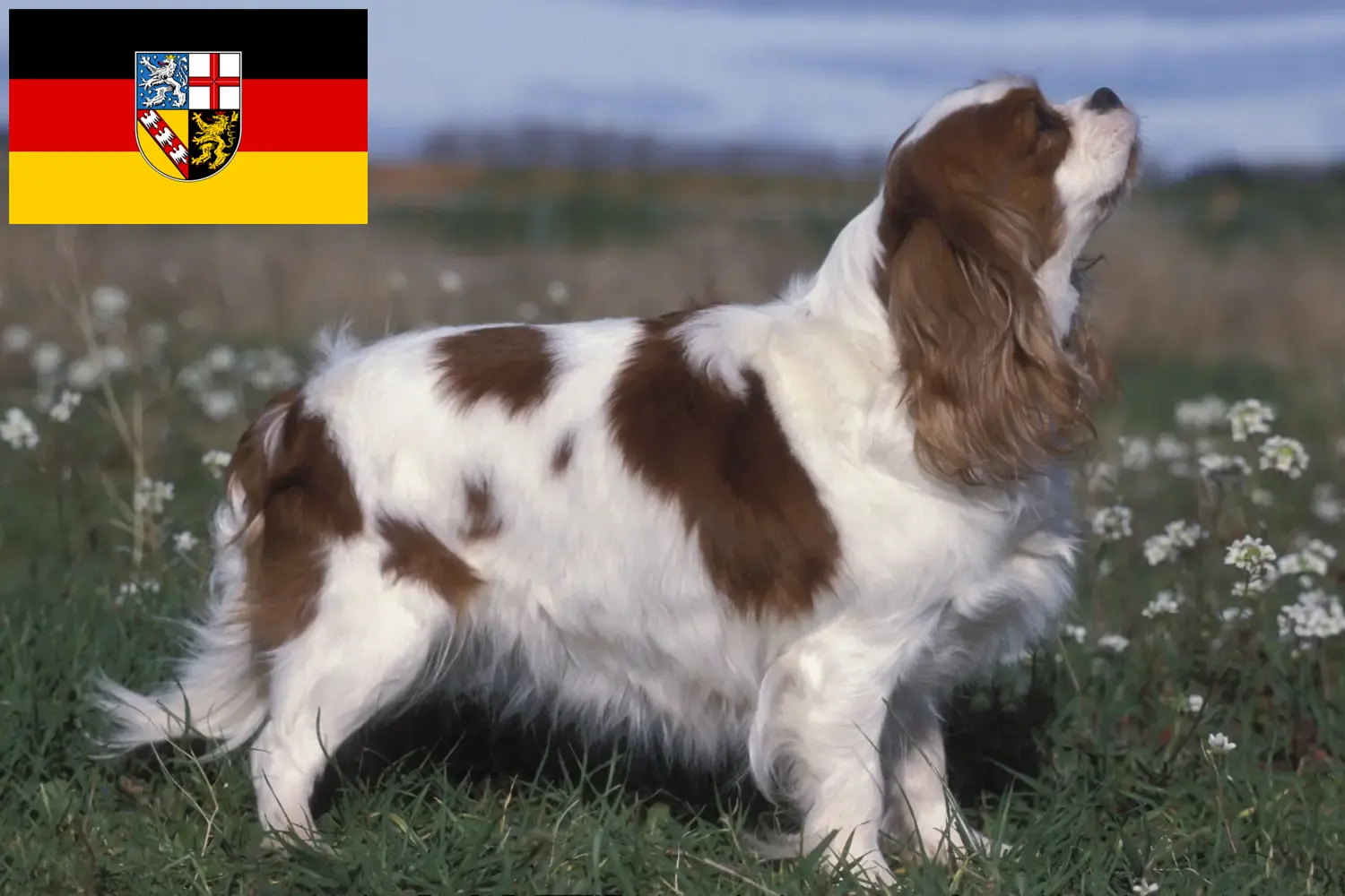 Read more about the article Hodowcy i szczenięta Cavalier King Charles Spaniel w Kraj Saary