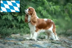 Read more about the article Hodowcy i szczenięta Cavalier King Charles Spaniel w Bawaria