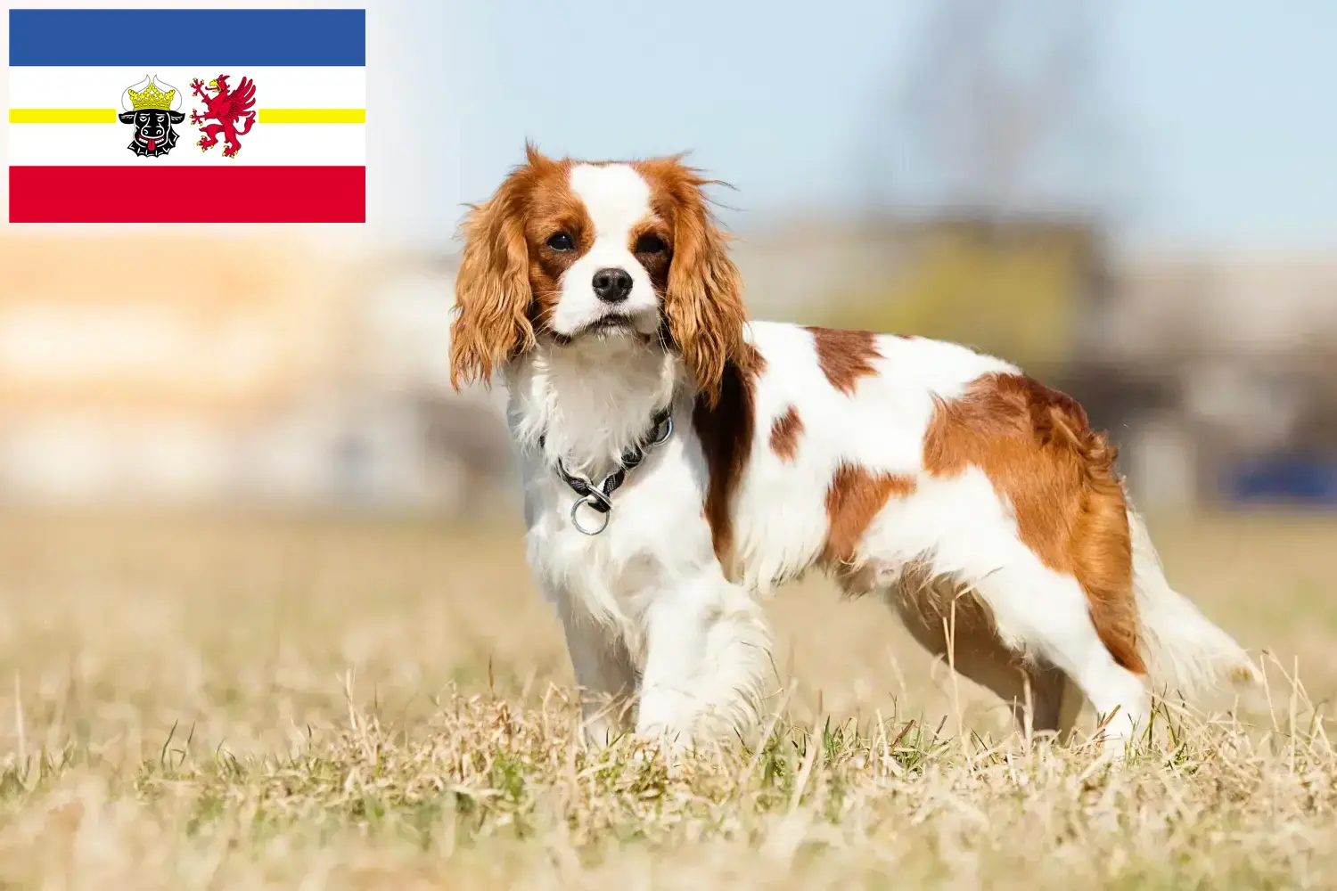 Read more about the article Hodowcy i szczenięta Cavalier King Charles Spaniel w Meklemburgia-Pomorze Przednie