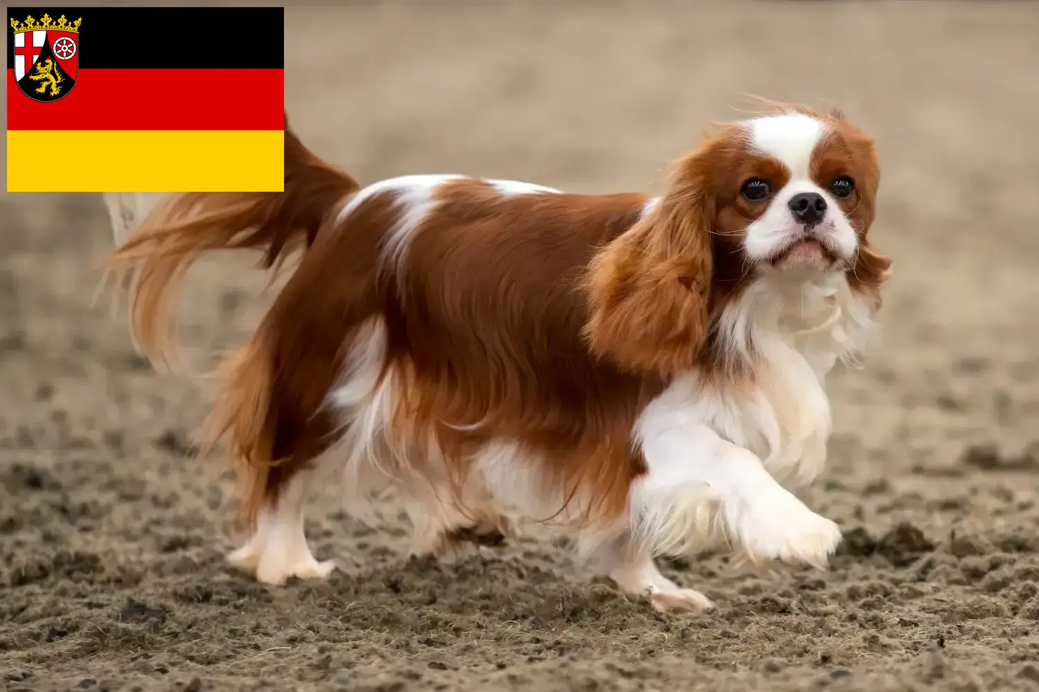 Read more about the article Hodowcy i szczenięta Cavalier King Charles Spaniel w Nadrenia-Palatynat