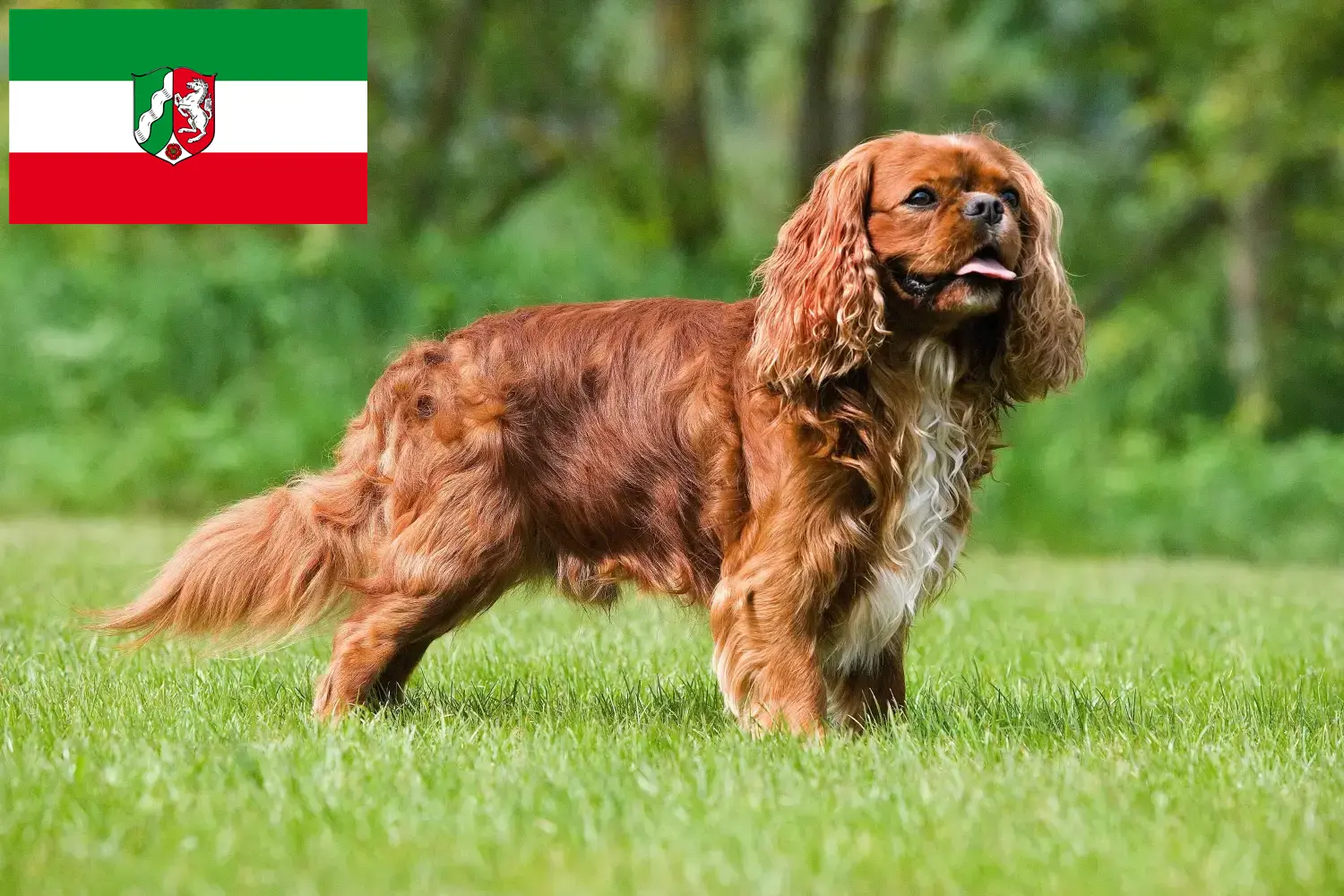 Read more about the article Hodowcy i szczenięta Cavalier King Charles Spaniel w Nadrenia Północna-Westfalia