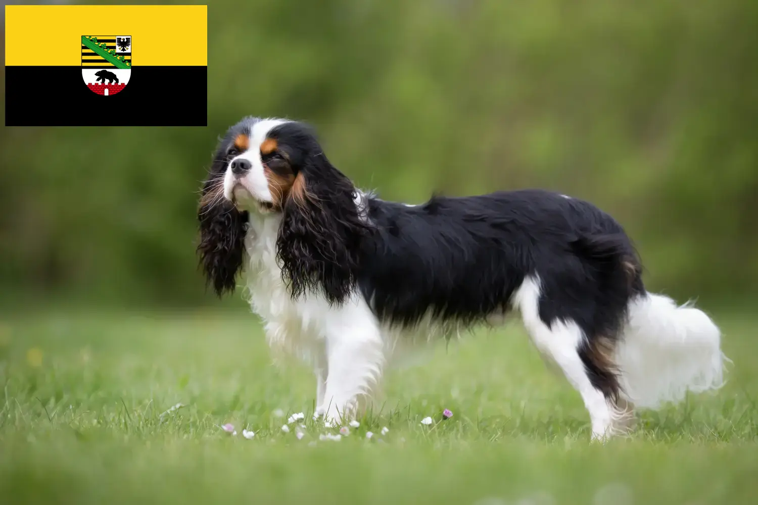 Read more about the article Hodowcy i szczenięta Cavalier King Charles Spaniel w Saksonia-Anhalt