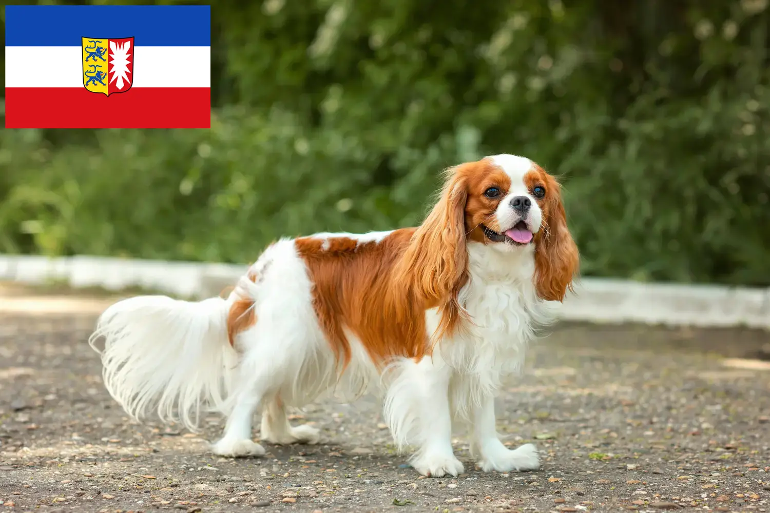 Read more about the article Hodowcy i szczenięta Cavalier King Charles Spaniel w Szlezwik-Holsztyn