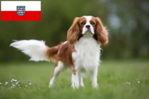 Read more about the article Hodowcy i szczenięta Cavalier King Charles Spaniel w Turyngia