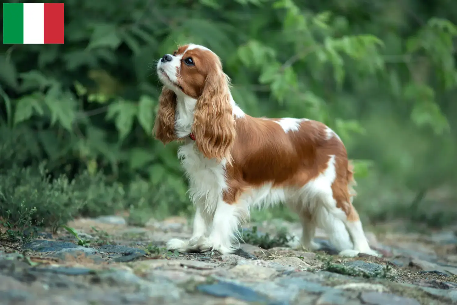 Read more about the article Hodowcy i szczenięta Cavalier King Charles Spaniel w Włochy