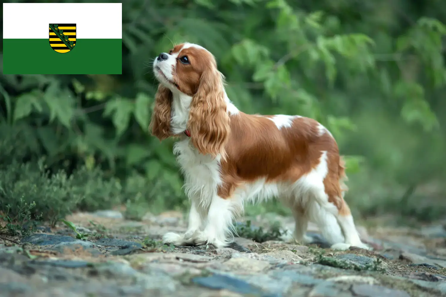 Read more about the article Hodowcy i szczenięta Cavalier King Charles Spaniel w Saksonia