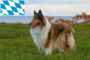 Read more about the article Hodowcy i szczenięta Collie w Bawaria