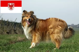 Read more about the article Hodowcy i szczenięta Collie w Brandenburgia