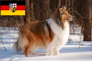 Read more about the article Hodowcy i szczenięta Collie w Kraj Saary