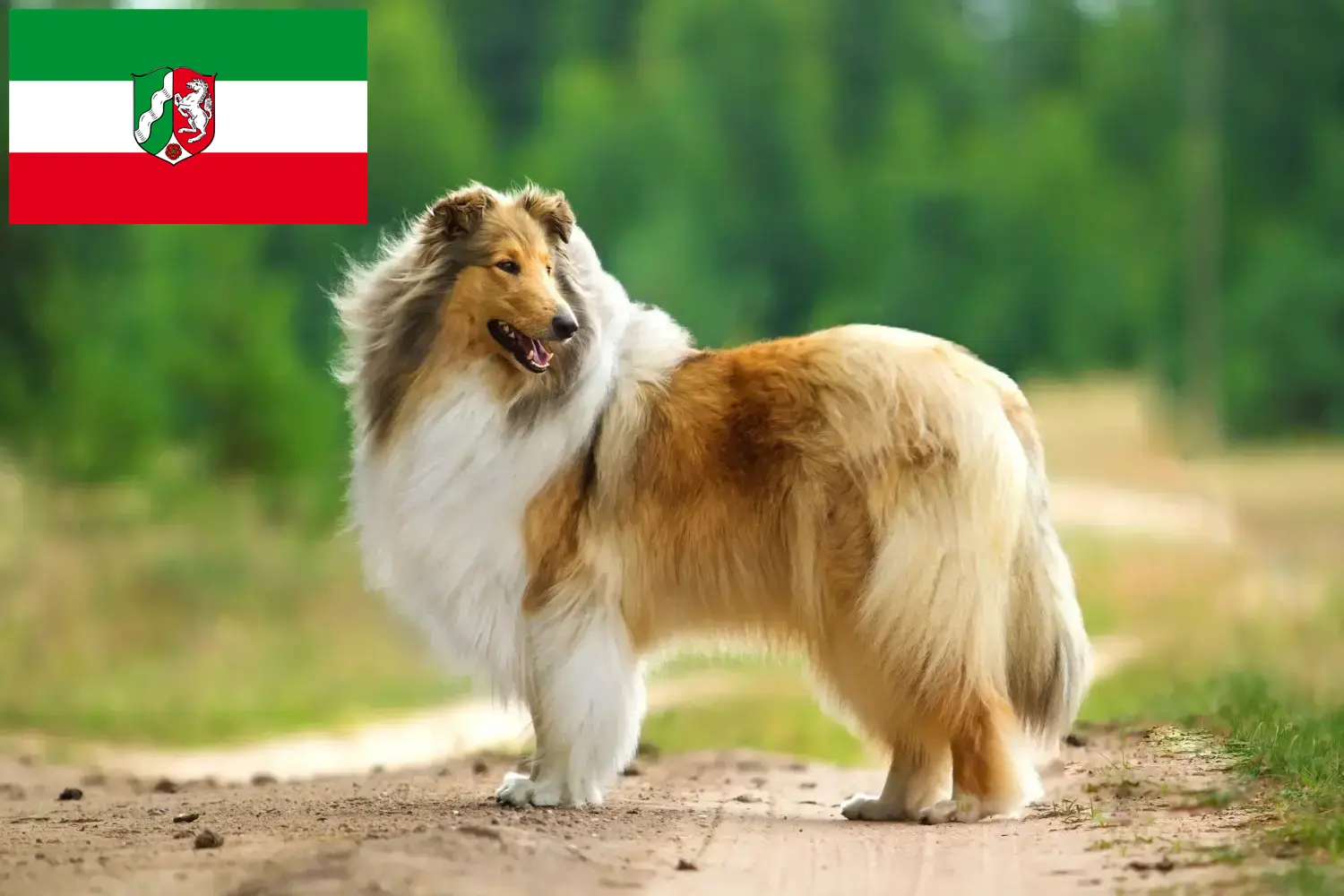 Read more about the article Hodowcy i szczenięta Collie w Nadrenia Północna-Westfalia