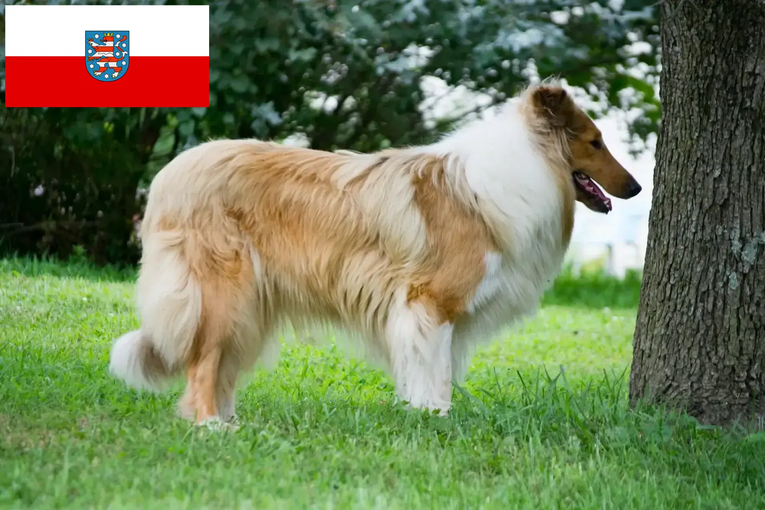 Read more about the article Hodowcy i szczenięta Collie w Turyngia