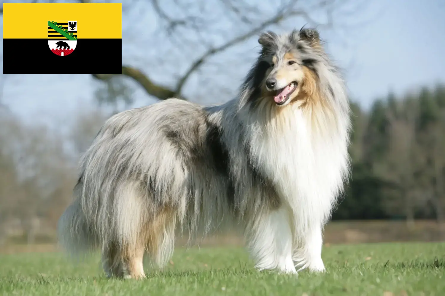 Read more about the article Hodowcy i szczenięta Collie w Saksonia-Anhalt