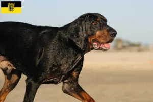 Read more about the article Hodowcy i szczenięta rasy Czarny i podpalany coonhound w Badenia-Wirtembergia