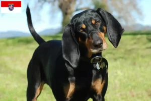 Read more about the article Hodowcy i szczenięta rasy Czarny i podpalany coonhound w Hesja