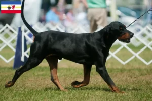 Read more about the article Hodowcy i szczenięta Coonhound czarny i podpalany w Meklemburgia-Pomorze Przednie