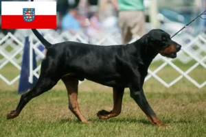 Read more about the article Hodowcy i szczenięta Coonhound czarny i podpalany w Turyngia