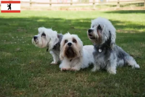 Read more about the article Hodowcy i szczenięta Dandie Dinmont Terrier w Berlin