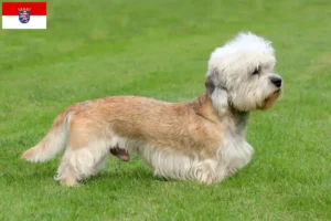 Read more about the article Hodowcy i szczenięta Dandie Dinmont Terrier w Hesja