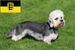 Read more about the article Hodowcy i szczenięta Dandie Dinmont Terrier w Badenia-Wirtembergia