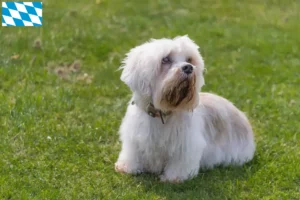 Read more about the article Hodowcy i szczenięta Dandie Dinmont Terrier w Bawaria