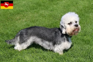 Read more about the article Hodowcy i szczenięta Dandie Dinmont Terrier w Dolna Saksonia