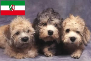 Read more about the article Hodowcy i szczenięta Dandie Dinmont Terrier w Nadrenia Północna-Westfalia