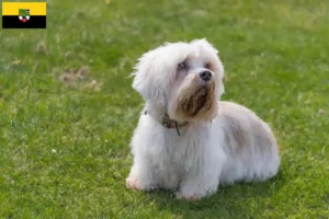 Read more about the article Hodowcy i szczenięta Dandie Dinmont Terrier w Saksonia-Anhalt