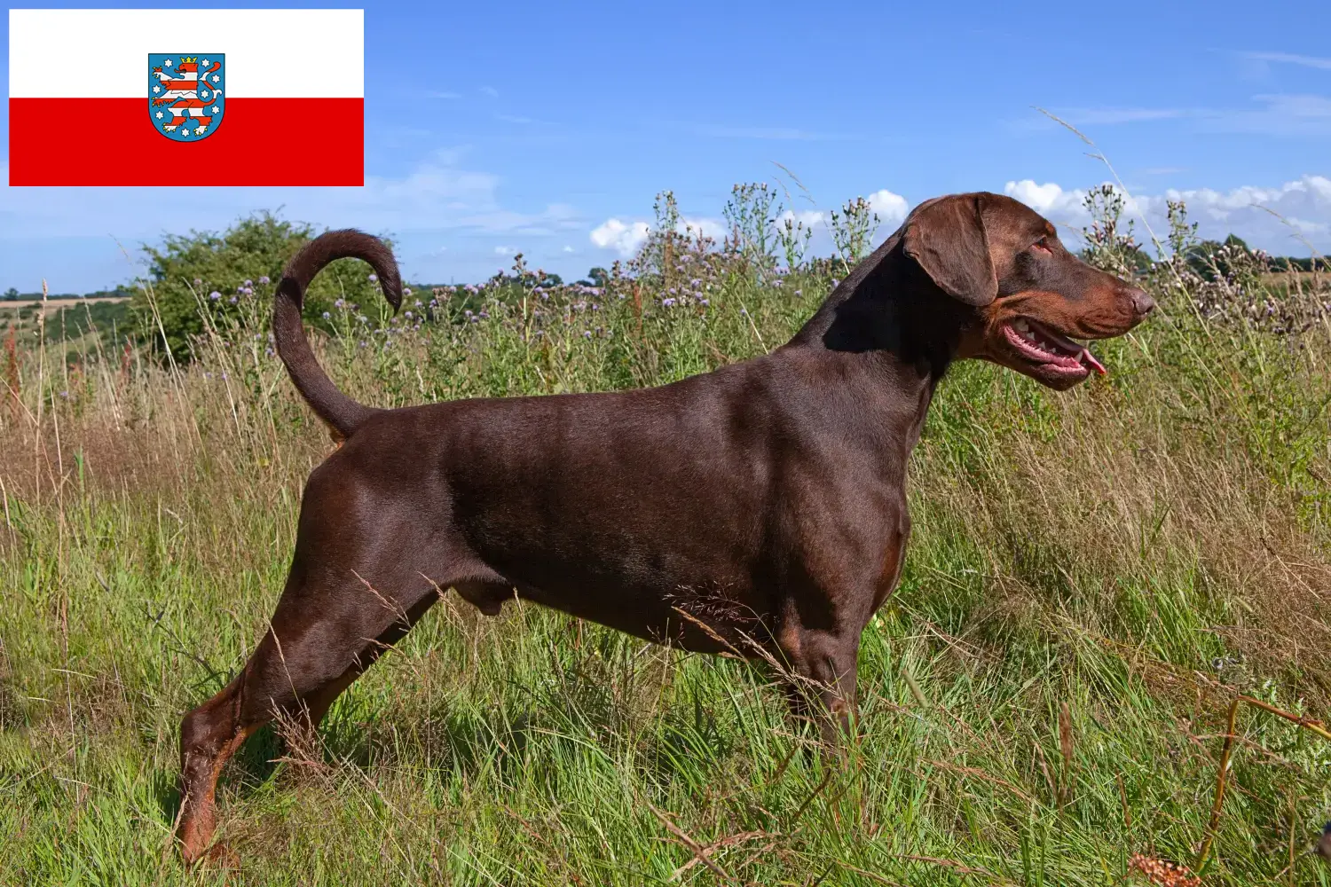 Read more about the article Hodowcy i szczenięta Dobermann w Turyngia