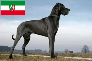 Read more about the article Hodowcy dog niemiecki i szczenięta w Nadrenia Północna-Westfalia