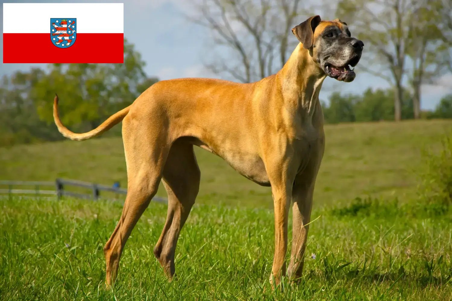 Read more about the article Hodowcy dog niemiecki i szczenięta w Turyngia