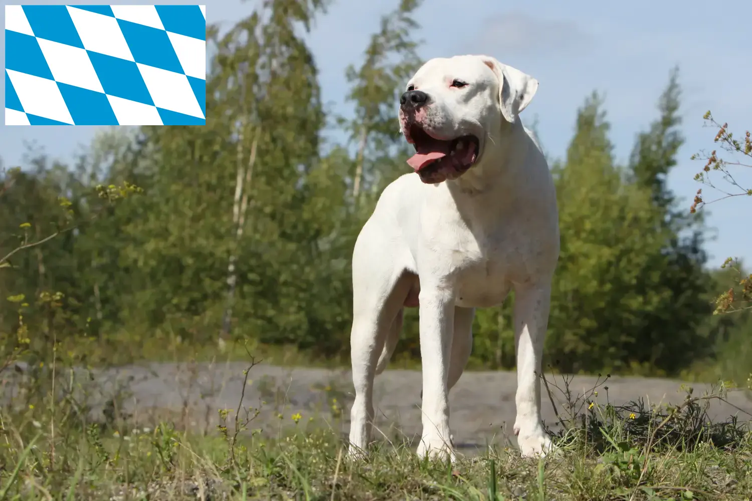 Read more about the article Hodowcy i szczenięta Dogo Argentino w Bawaria