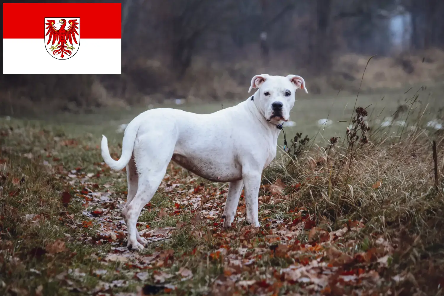 Read more about the article Hodowcy i szczenięta Dogo Argentino w Brandenburgia