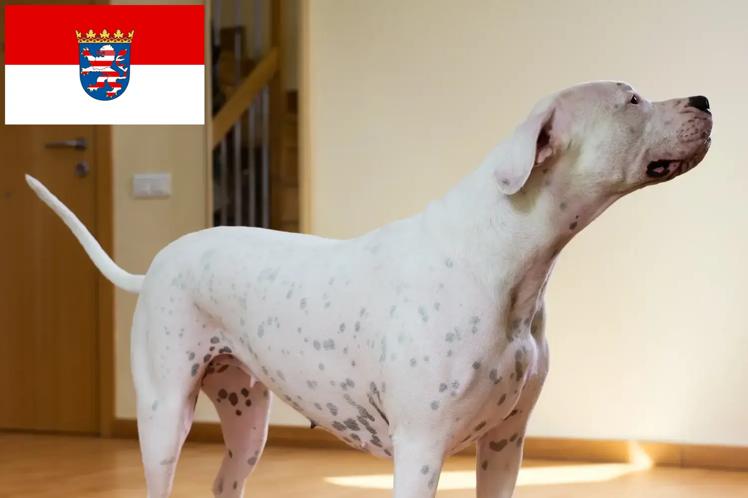 Read more about the article Hodowcy i szczenięta Dogo Argentino w Hesja