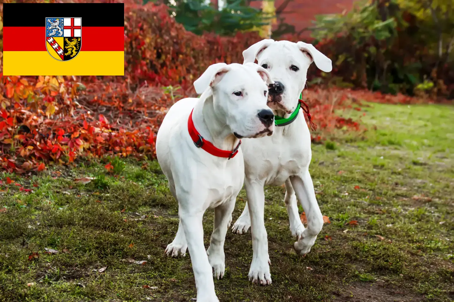 Read more about the article Hodowcy i szczenięta Dogo Argentino w Kraj Saary