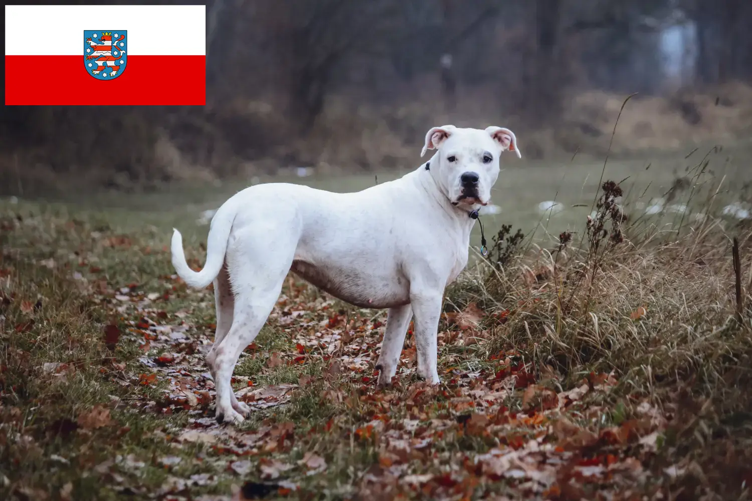 Read more about the article Hodowcy i szczenięta Dogo Argentino w Turyngia