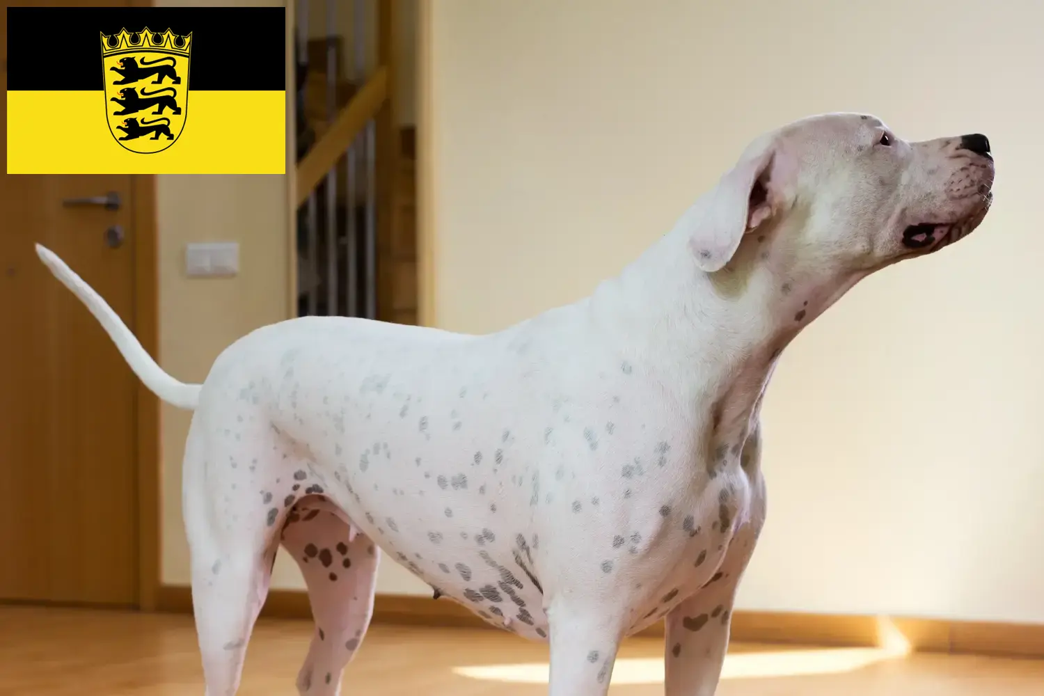 Read more about the article Hodowcy i szczenięta Dogo Argentino w Badenia-Wirtembergia