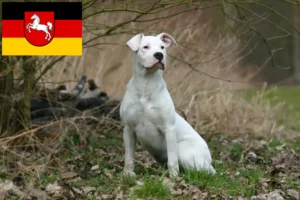 Read more about the article Hodowcy i szczenięta Dogo Argentino w Dolna Saksonia