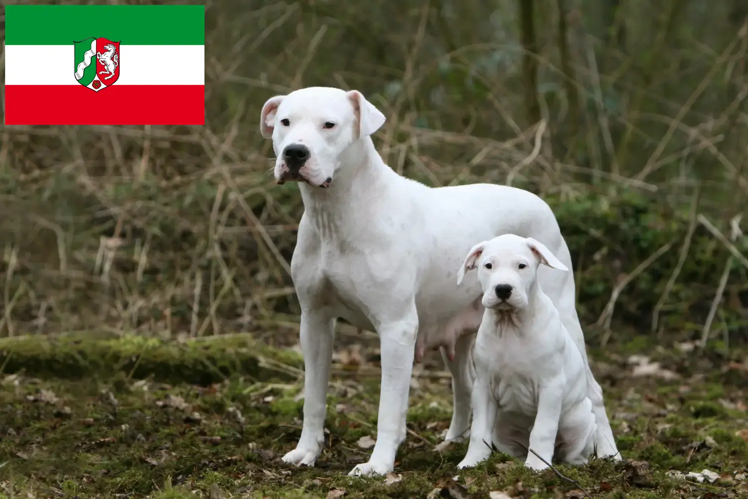 Read more about the article Hodowcy i szczenięta Dogo Argentino w Nadrenia Północna-Westfalia