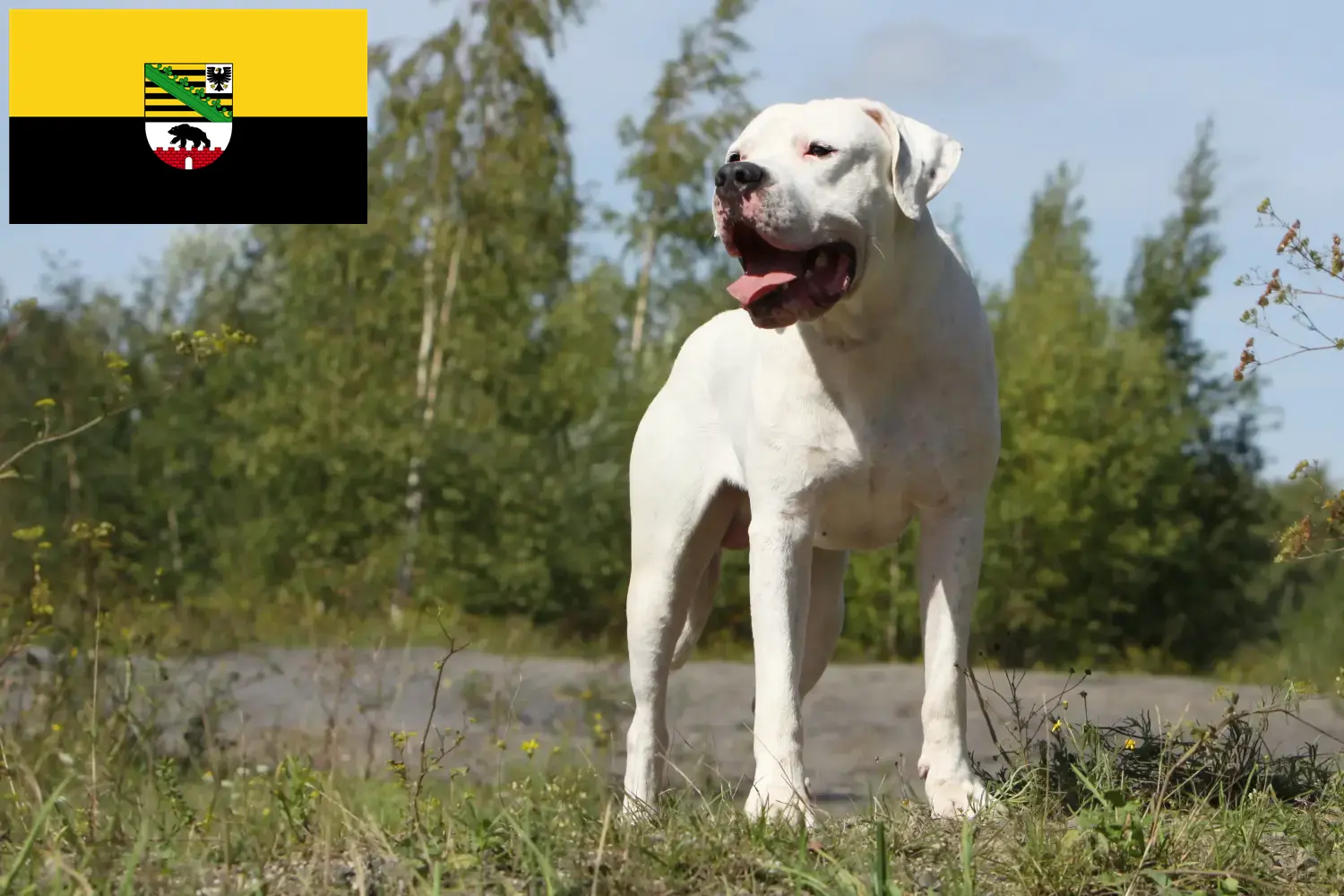 Read more about the article Hodowcy i szczenięta Dogo Argentino w Saksonia-Anhalt