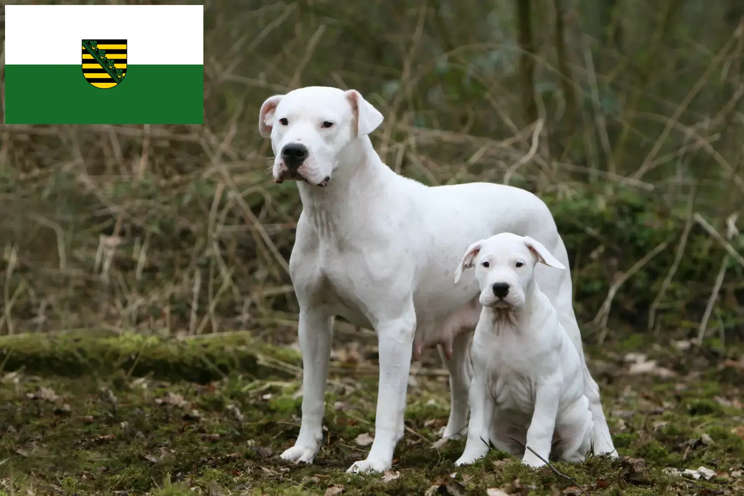 Read more about the article Hodowcy i szczenięta Dogo Argentino w Saksonia