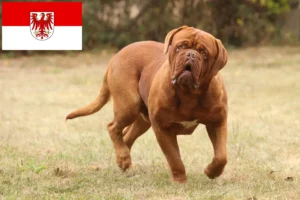 Read more about the article Hodowcy i szczenięta Dogue de Bordeaux w Brandenburgia