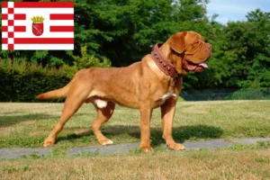 Read more about the article Hodowcy i szczenięta Dogue de Bordeaux w Brema